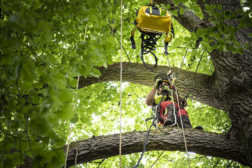 Haubanage des arbres dans le Val-de-Marne - 94